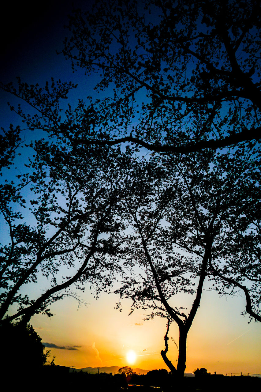 tree, sky, silhouette, sunset, plant, branch, nature, beauty in nature, sunlight, evening, dawn, scenics - nature, tranquility, tranquil scene, landscape, environment, light, no people, sun, darkness, orange color, outdoors, cloud, idyllic, back lit, land, horizon, backlighting, dramatic sky, non-urban scene, astronomical object, twilight, leaf, blue, afterglow, travel destinations