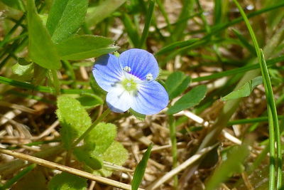 Close-up of purple flowers