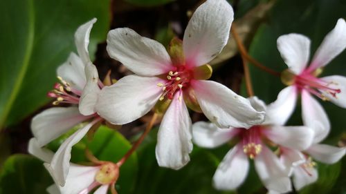 Close-up of flowers blooming outdoors