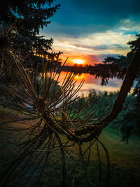 Silhouette plants by lake against sky during sunset