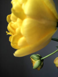 Close-up of yellow tulip