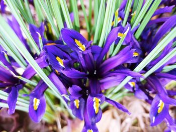 Close-up of purple flowers blooming outdoors