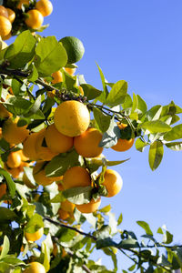 Low angle view of fruits growing on tree against sky