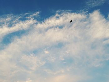 Low angle view of bird flying against blue sky