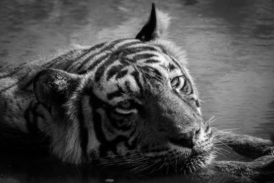 Close-up of a tiger