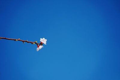 Low angle view of pink flowering plant against clear blue sky