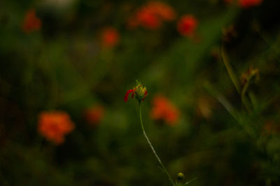 Close-up of red flowering plant