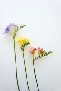 Close-up of plant against white background