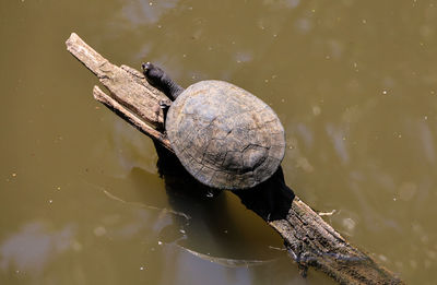 High angle view of shells in the lake