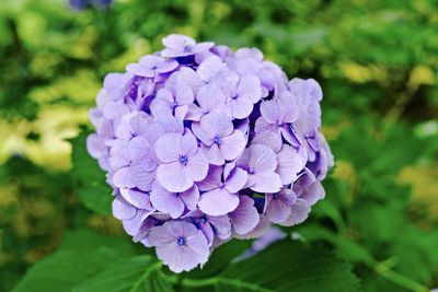 Close-up of purple flower