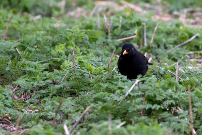 Close-up of bird perching on field