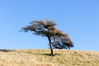 Tree on field against clear blue sky