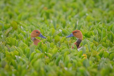 Close-up of a two fulvous whistling duck looking at each other 