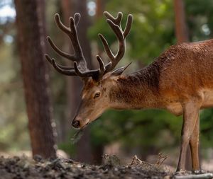 Deer of a tree