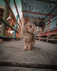 Cat sitting on wood