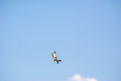 Low angle view of bird flying in sky