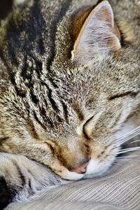 Close-up of cat sleeping