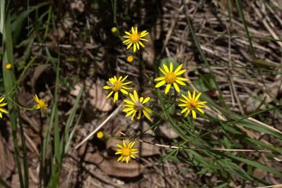 Close-up of yellow flowers blooming outdoors