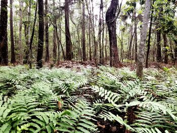 Trees growing in forest