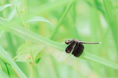 Close-up of insect on plant