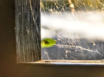 Close-up of spider web on tree trunk