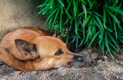 High angle view of dog resting