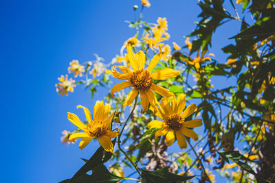 Low angle view of yellow flowering plant against clear blue sky