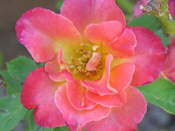 Close-up of pink rose