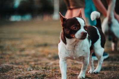 Portrait of dog looking away