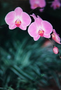 Close-up of pink flowers