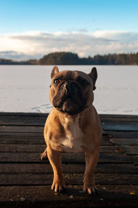 Dog looking away while standing outdoors