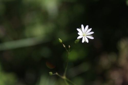 flower, fragility, petal, freshness, flower head, focus on foreground, white color, growth, beauty in nature, blooming, close-up, nature, single flower, stem, plant, selective focus, pollen, in bloom, white, outdoors