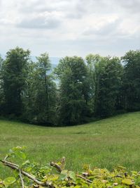 Trees on field against sky