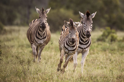 Zebras on a field