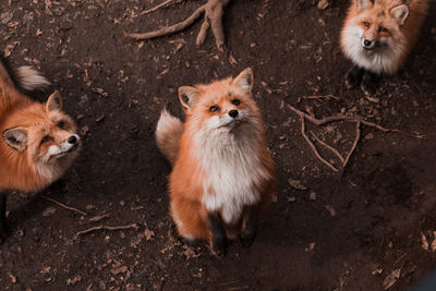 Fox in japan