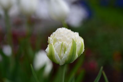 Close-up of white rose flower