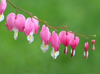 Close-up of pink flowering plants