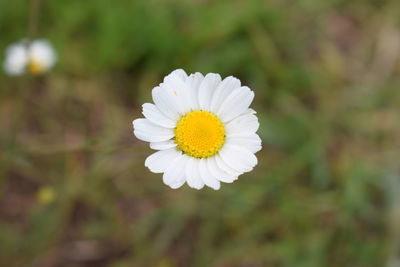 Close-up of white flower blooming outdoors