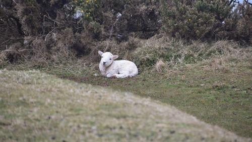 Lamb on field