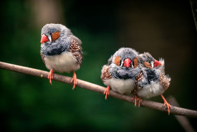 Close-up of birds perching on branch