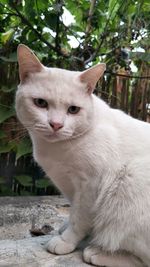 Close-up of a cat looking away