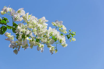 Low angle view of cherry blossoms against clear blue sky