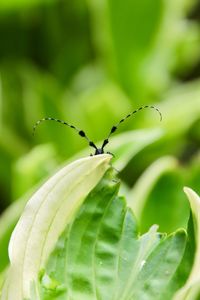 Close-up of insect on plant