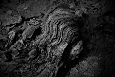 Close-up of tree trunk