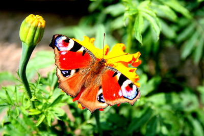 Close-up of butterfly perching on red flower