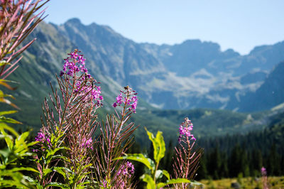 Close-up of purple flowers blooming against mountain