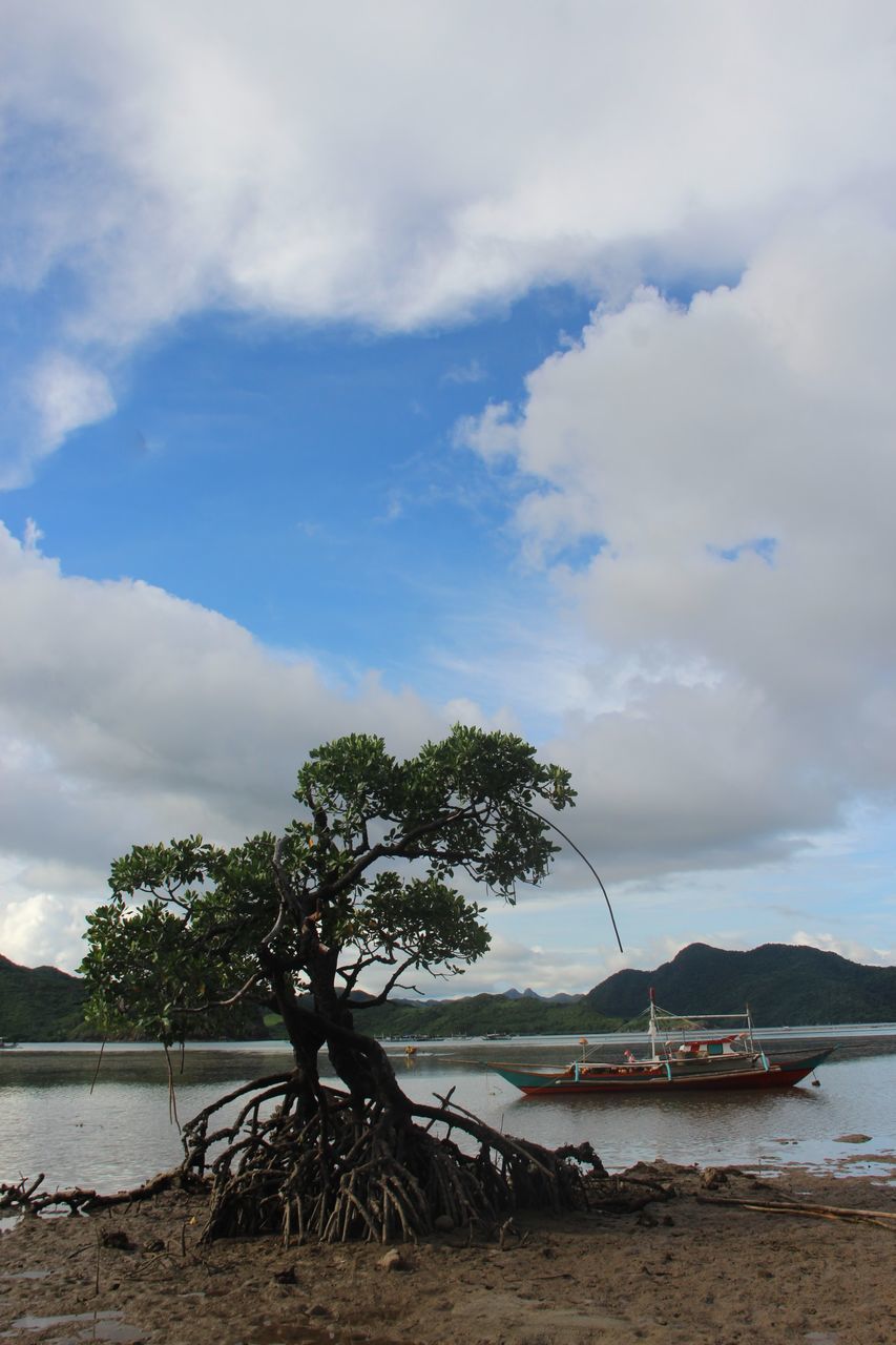 TREE BY SEA AGAINST SKY