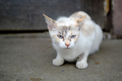 Portrait of cat sitting on floor