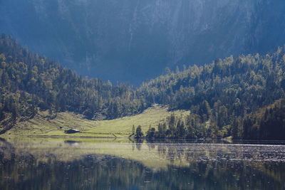 Scenic view of lake in forest