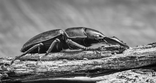 Close-up of lizard on rock